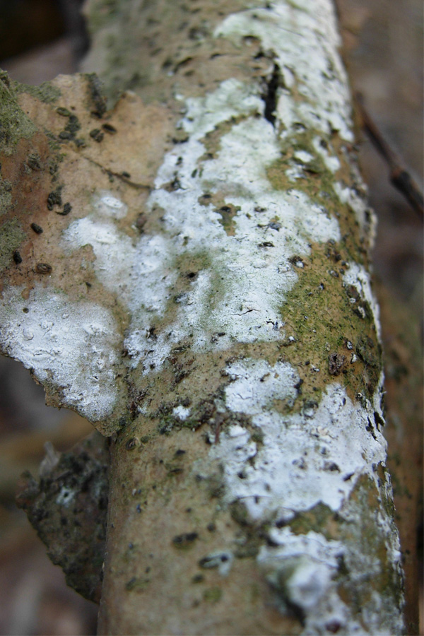 tanti funghi
